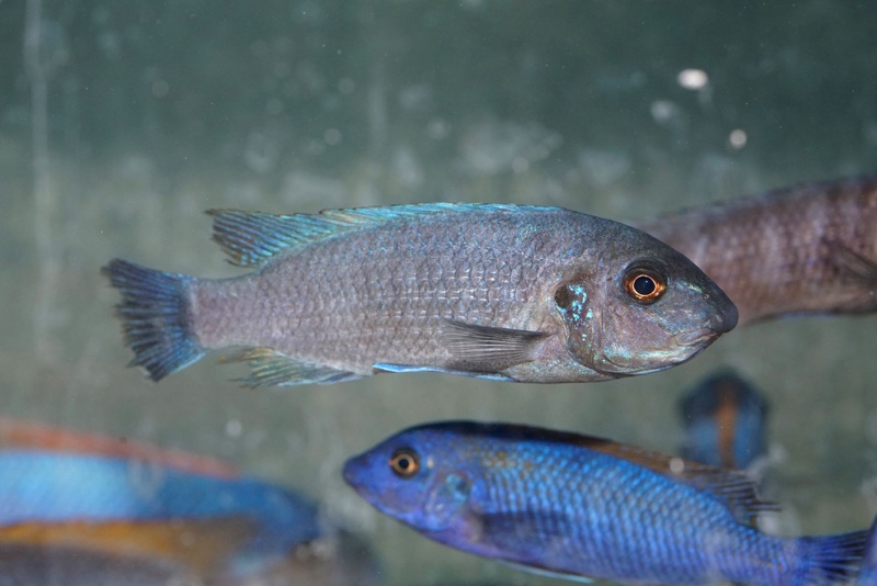 Labeotropheus trewavasae 'Makokola Reef'